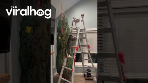 Mischievous Cat Climbs Ladder Next to Christmas Tree || ViralHog