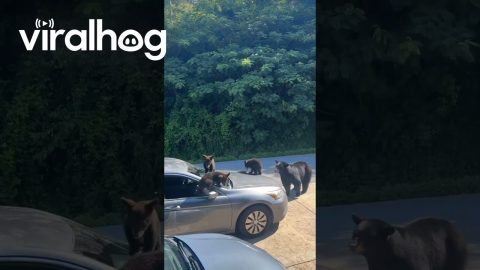 Car Hijacked by Bear Family-Which Drive-Thru Are They Hitting First? || ViralHog