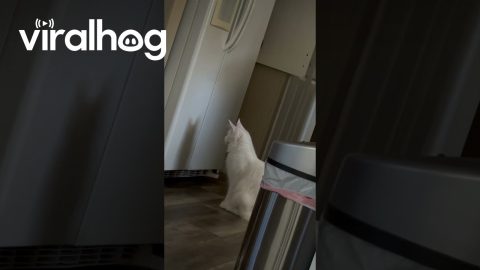 Main Coon Cat Sees His Shadow || ViralHog