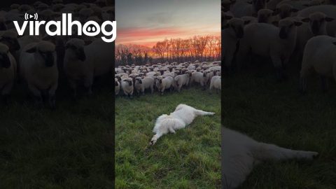 Whole Herd Gathers to Watch Goofy Livestock Guardian Dog || ViralHog