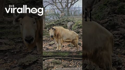Odd Friendship Between Blue Sheep and Golden Takin || ViralHog