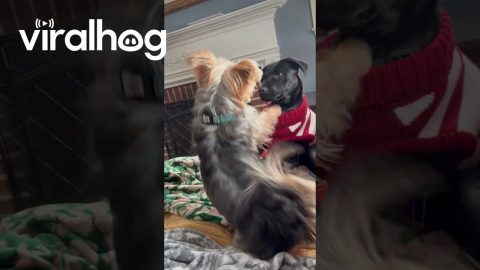 Labrador Puppy Smacks Yorkie Friend Off Blanket || ViralHog