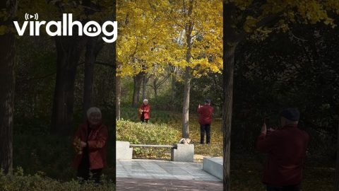 Adorable Elders' Autumn Photoshoot || ViralHog