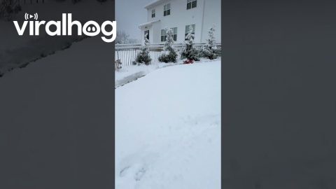 Mini Goldendoodle Zoomies Along Plowed Path || ViralHog