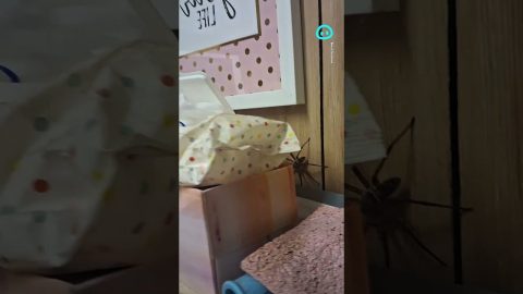 Huntsman Spiders Have Family Reunion || ViralHog Shorts