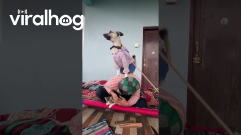 Dog Barks In Triumph After Climbing On Man || ViralHog