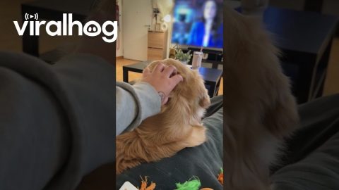 Golden Retriever Dips Head Back To Beg For More Pets || ViralHog