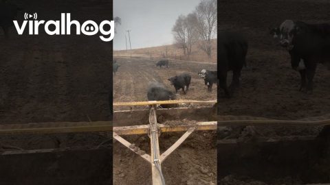 Mud Spa Day for a Cow || ViralHog