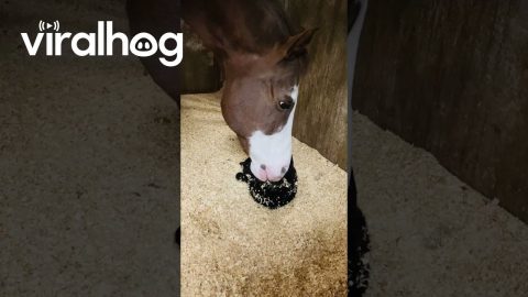 Horse Using Nose to Pet Cat || ViralHog