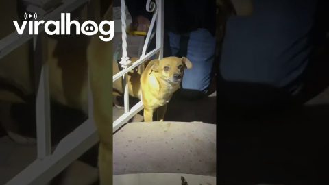 Little Dog Needs to Be Freed With a Hacksaw || ViralHog