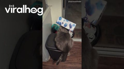 Cat Gets Head Stuck In Tissue Box || ViralHog