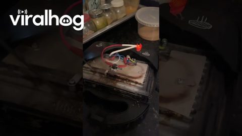 When You Refuse to Replace Your Panini Press || ViralHog