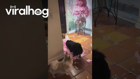 Pomeranian Pups Destroy Pink Tree || ViralHog