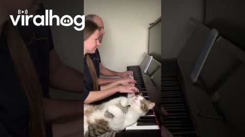 A Cat and Two Pianists || ViralHog