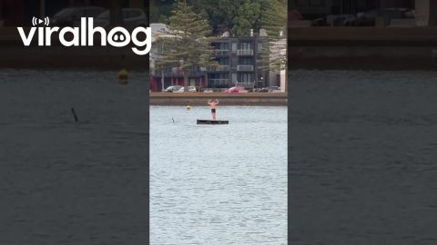 Guy Sleeping On Pontoon Woken Up By Whales || ViralHog