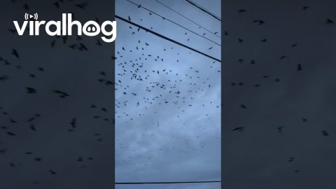 Cacophony From Circling Crows || ViralHog