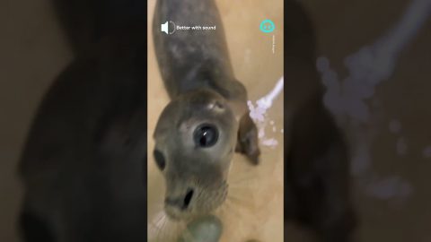 Adorable Harbor Seal Pup || ViralHog Shorts