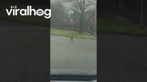 Deer Flips Over Tall Cemetery Fence || ViralHog
