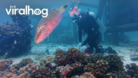 Underwater Art Performance for Peace || ViralHog