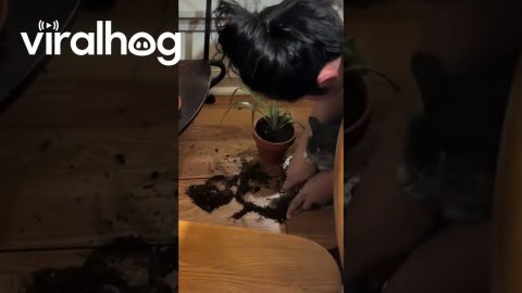Teaching Kitten How to Clean Up Her Own Messes || ViralHog