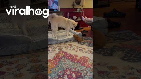 Older Dog Issues Proper Correction To Small Puppy || ViralHog