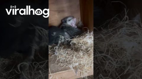 Nap Interrupted on a Full Belly || ViralHog