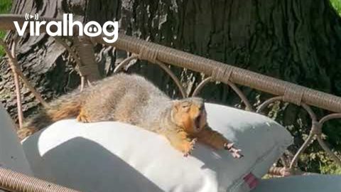 This Nap’s Not Gonna Take Itself || ViralHog