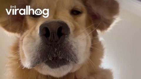 POV You're a Dog Treat And There's A Golden Retriever || ViralHog