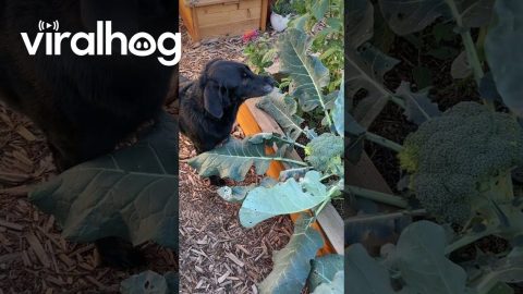 Garden Pest Has Been Nibbling on My Broccoli || ViralHog