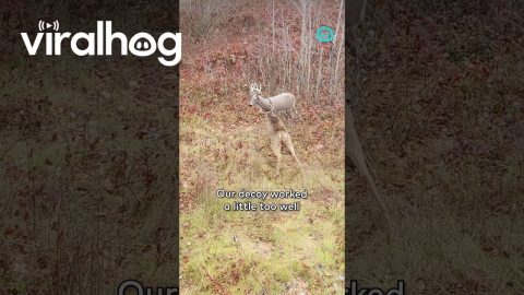 Angry Buck Destroys Deer Decoy || ViralHog Shorts