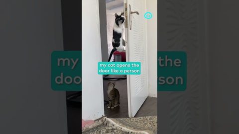 Smart Cat Opens the Door Like a Human || ViralHog Shorts