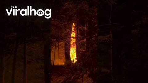 Tree Burning From the Inside Out || ViralHog