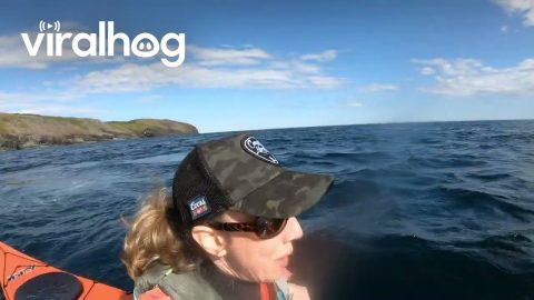 Humpback Whale Startles Sea Kayakers || ViralHog