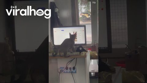 Cat Scrolling for a Song || ViralHog