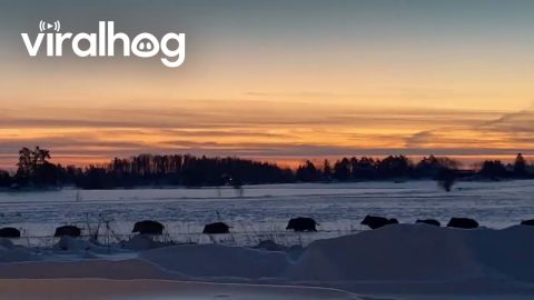 Large Wild Boar Sounder Passing by Farm || ViralHog