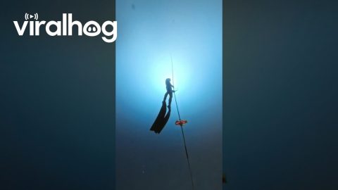 Freediving Instructor Swims 51 Meters Underwater || ViralHog