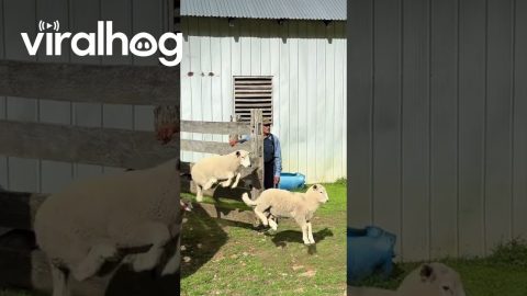 Sheep Leaping As They Leave Corral || ViralHog