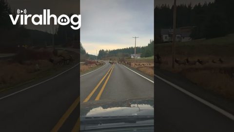 Elk Herd Crossing Washington Road || ViralHog