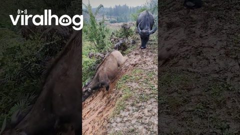 Buffaloes Discover Their Own Water Slide || ViralHog