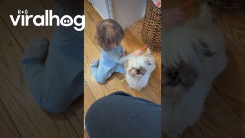 Baby Blesses Sneezing Dog || ViralHog