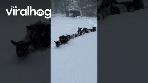Goats Trudge Through Deep Snow || ViralHog