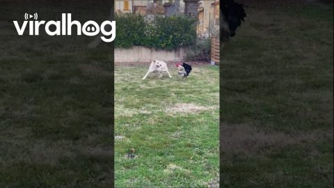 Golden Retriever and Rooster Playfully Interact in Loro Ciuffenna, Italy || ViralHog