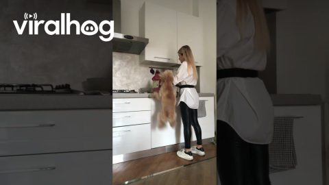 Toy Poodle's Tall Hops At Dinnertime || ViralHog