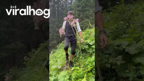 Clumsy Romantic Falls While Picking Flowers || ViralHog