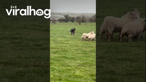 Woman Helps Tip Sheep Upright || ViralHog