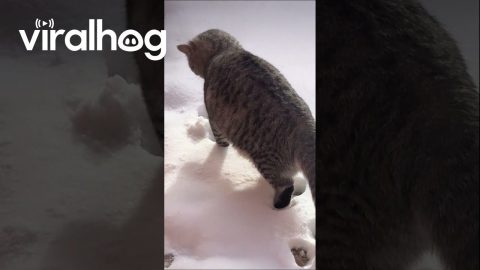 Curious Cat Tastes Snow for the First Time || ViralHog
