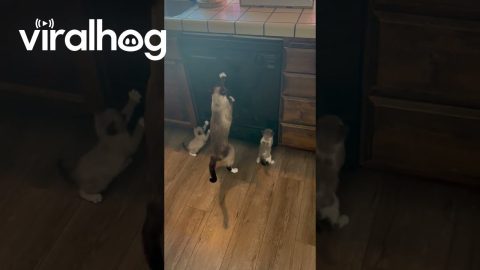Mom Teaching Her Babies to Be Weirdos || ViralHog