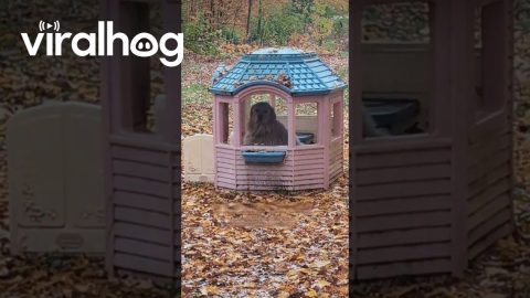 Great Pyrenees Takes Shelter In Playhouse During Rain || ViralHog