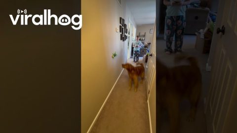 Golden Retriever vs. Remote Control Lizard Toy || ViralHog