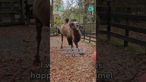 Bactrian Camel Plays With Yoga Ball || ViralHog Shorts